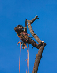 Arborist tree surgeon cutting and trimming tree branches with chainsaw, lumberjack woodcutter in uniform climbing and working on heights, process of tree trunk pruning and sawing on top in sunny day