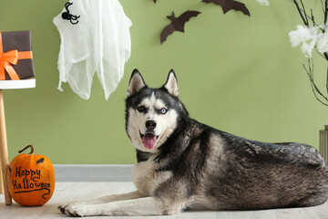 Cute husky dog with Halloween decorations lying on pet bed near green wall