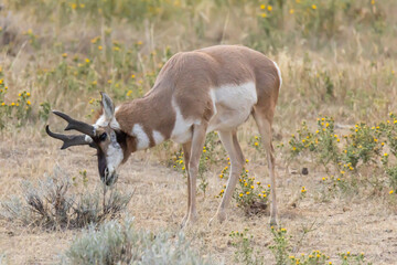 antelope grazing in a field © James