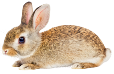 Soft cute rabbit bunny rodent isolated, adorable wildlife animal on transparent background