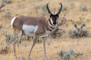 antelope in the wild