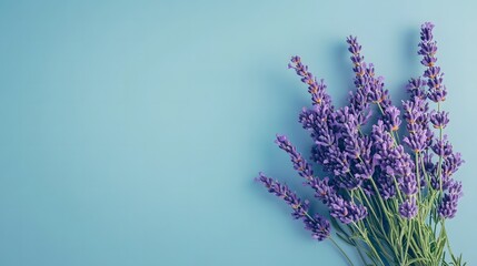 Fototapeta premium Elegant purple lavender flowers arranged in a bouquet, set against a calming blue background
