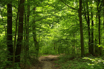 Obraz premium Beautiful green trees and pathway in forest