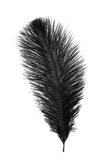 Obraz premium Beautiful black bird feather isolated on white