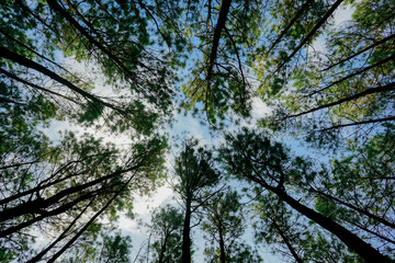 trees in the sky