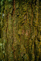 lichen on tree
