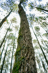 pine tree in the forest
