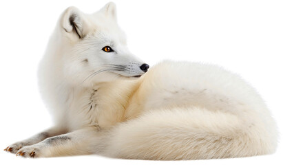 Fototapeta premium Adorable arctic polar fox isolated on transparent background, a beautiful and cute wildlife animal with fluffy white fur, portrait