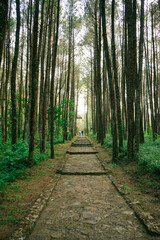 Fototapeta premium path in the forest