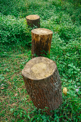 stump in the forest