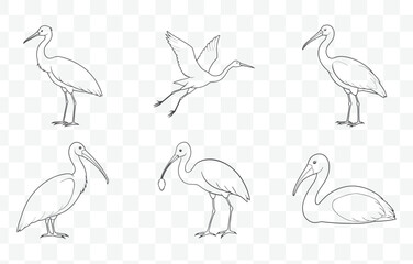 Spoonbill Line Art Vector Set Elegant Minimalist Illustrations of Spoonbills in Various Poses for Design Projects