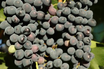 Ripe grapes growing in vineyard on sunny day, closeup