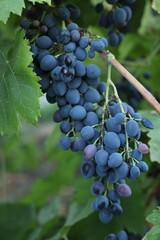 Ripe juicy grapes growing in vineyard outdoors, closeup