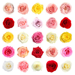 Many beautiful roses isolated on white, set