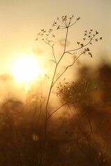 Beautiful view of plants at sunrise in morning, closeup