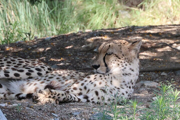 Visiting the Living Desert Zoo in Palm Desert, California