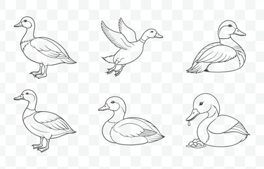 Pochard Duck Line Art Vector Set with Detailed Illustrations for Creative Design and Artistic Projects