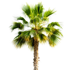 Obraz premium Isolated palm tree against a transparent background, showcasing the tropical and exotic beauty of coconut plant, evoking a summer paradise vibe on island beach