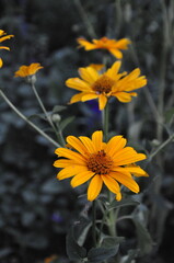 yellow flowers on a black background