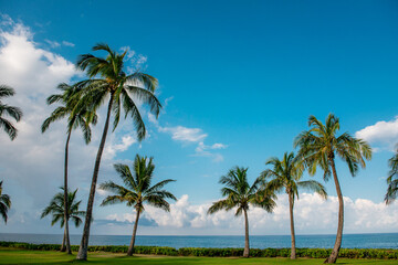 Obraz premium Palm trees swaying overlooking the Hawaiian Ocean.
