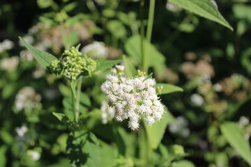 White snakeroot at St. Paul Woods in Morton Grove, Illinois