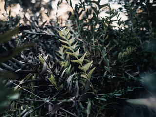 Green plant foliage