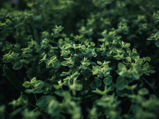 Green plant foliage