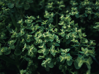 Green plant foliage