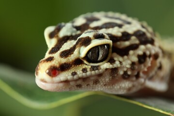 One beautiful gecko on green leaf, macro view