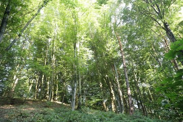 Obraz premium Beautiful view of forest with many trees in morning, low angle view