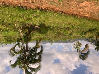 palm trees on a path