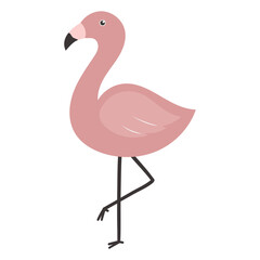 pink flamingo illustration