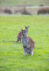 Two cute wallaby kangaroo is grazing on a green meadow in Australia, wildlife and beauty in nature
