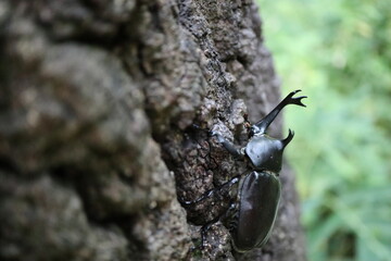 樹液に群がる虫たち
