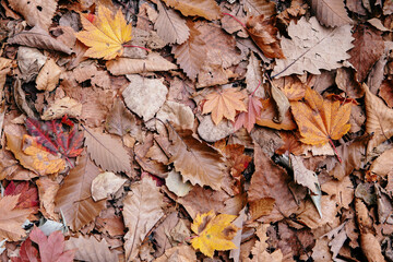 乾いた落ち葉のグラフィック素材