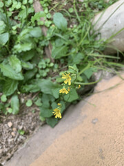 Yellow flower on the Garden
