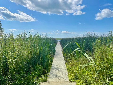 Puente de madera sobre lago con vegetaci&oacute;n y cielo azul de fondo. 
