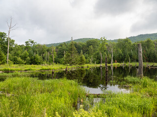 Pond with mirror-like water with reflections and tree trunks on hiking path to Mt. Van Hoevenberg outside Lake Placid, New York State.