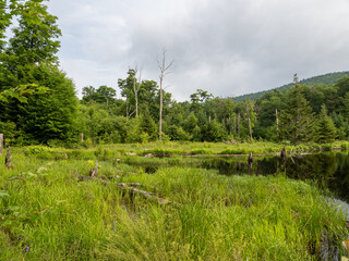 Pond with mirror-like water with reflections and tree trunks on hiking path to Mt. Van Hoevenberg outside Lake Placid, New York State.