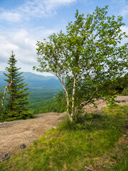 Fototapeta premium Beautiful birch tree with the Adirondack Mountains in the background on the summit of Mt. Van Hoevenberg, Lake Placid, Upstate New York.