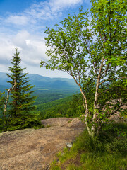 Beautiful birch tree with the Adirondack Mountains in the background on the summit of Mt. Van Hoevenberg, Lake Placid, Upstate New York.