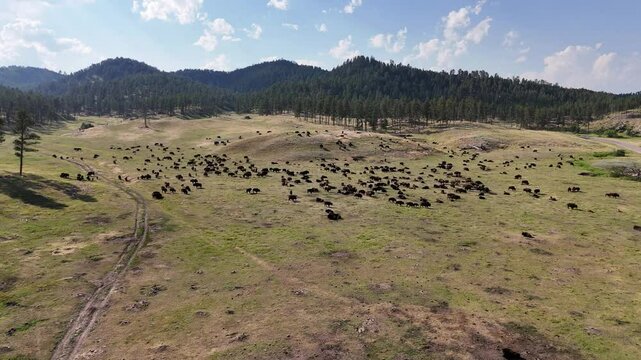 rone view flying overhead of the bison buffalo herd at Custer State Park, South Dakota 
