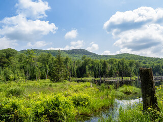 Obraz premium Pond with mirror-like water with reflections and tree trunks with hiking Mt. Van Hoevenberg in the background outside Lake Placid, New York State.