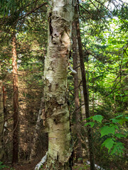 Details of a birch tree trunk deep in the forest in Adirondack Mountains, New York State.