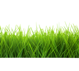 Green grass frame isolated on transparent background