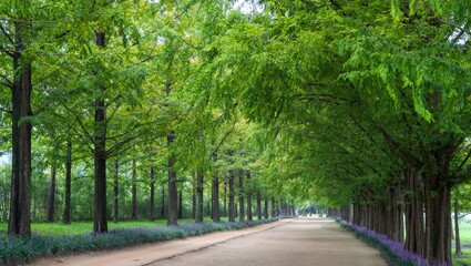 담양 메타세콰이아랜드 가로수길