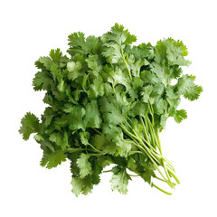 Fototapeta premium Cilantrocoriander object isolated on transparent png. 