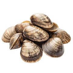 Clam object  isolated on transparent png. 