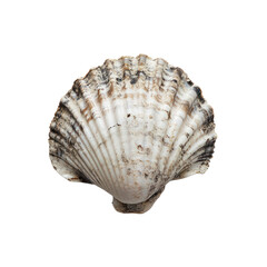 Cockle object  isolated on transparent png.