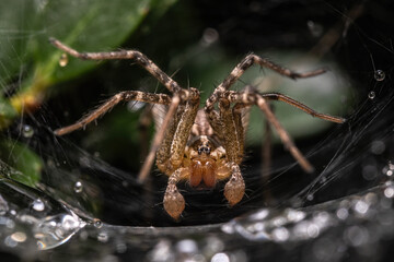 A Grass Spider (Genus agelenopsis) awaits happless prey to intercept its web.
